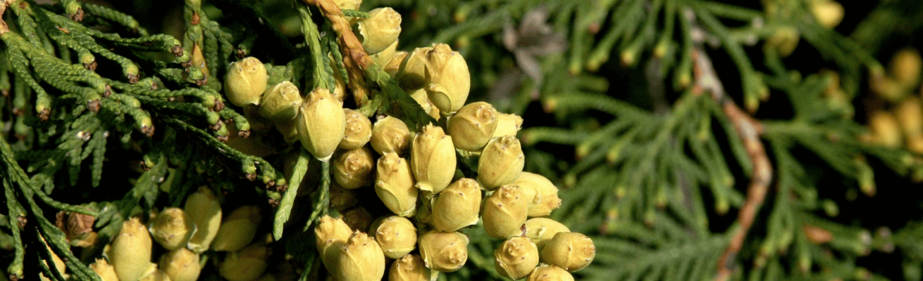 Gỗ Tuyết Tùng Phương Tây