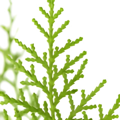 note-huong-go-tuyet-tung-phuong-tay