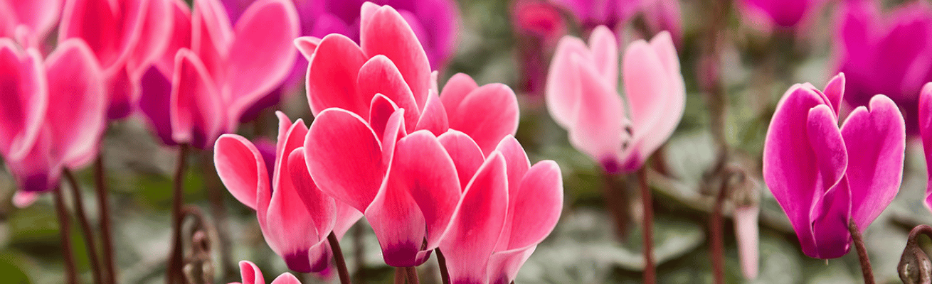 Hoa Anh Thảo Cyclamen