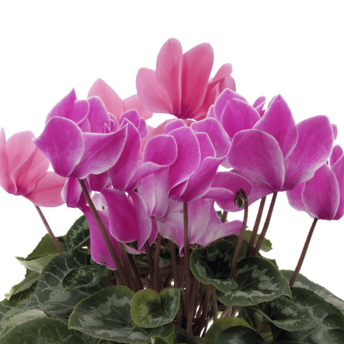 Hoa Anh Thảo Cyclamen