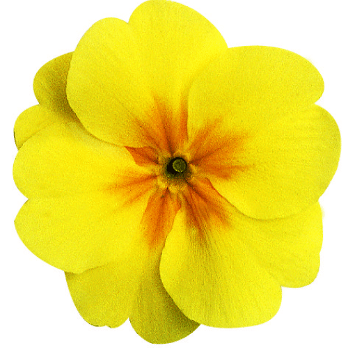 note-huong-hoa-anh-thao