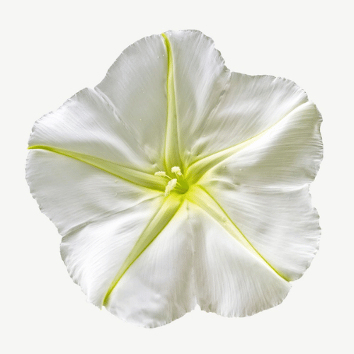 note-huong-hoa-anh-trang