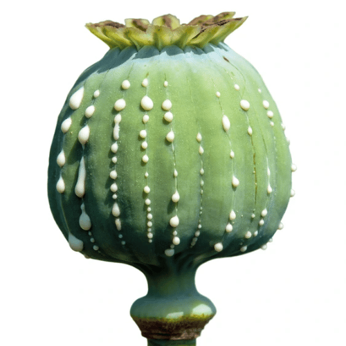 note-huong-hoa-anh-tuc