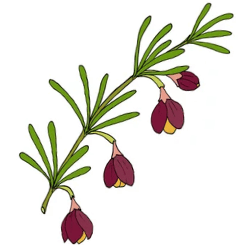 note-huong-hoa-boronia