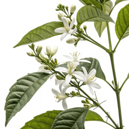 note-huong-hoa-ca-phe