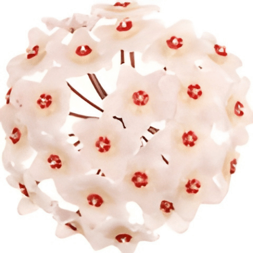 note-huong-hoa-cam-cu