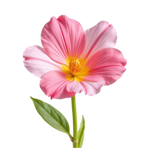 note-huong-hoa-cam-quy