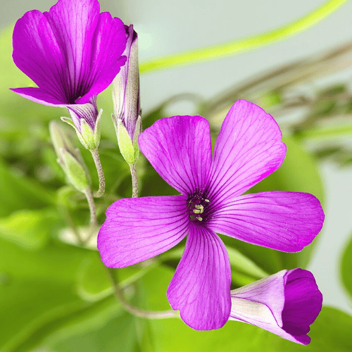 note-huong-hoa-chua-me-dat