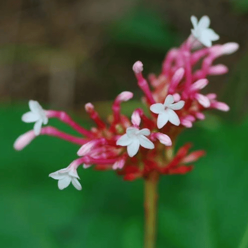 note-huong-hoa-co-ran