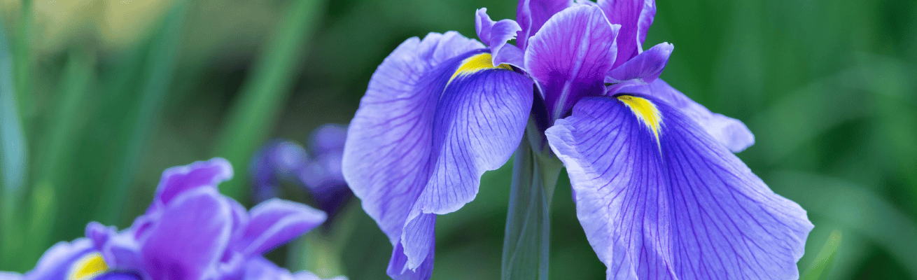 Hoa Diên Vĩ Divine