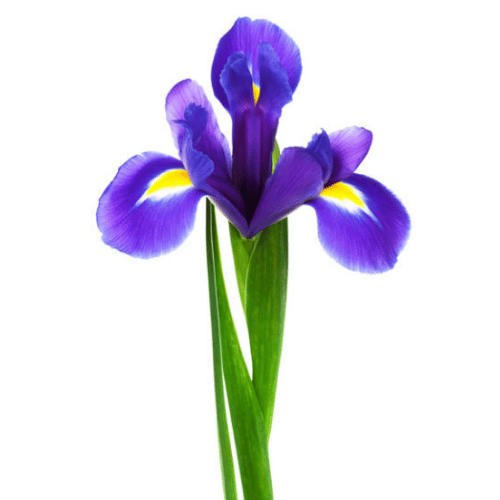 Hoa Diên Vĩ Divine