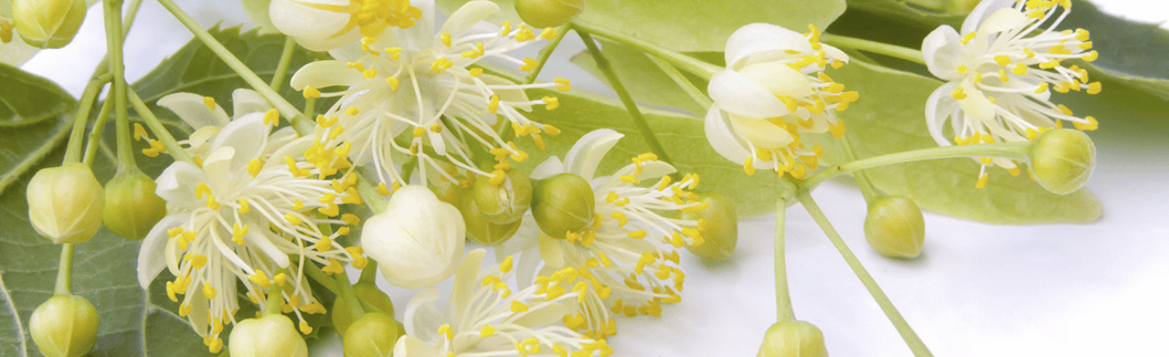 Hoa Đoạn Lá Bạc