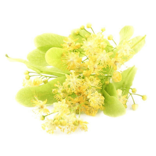 note-huong-hoa-doan-la-bac