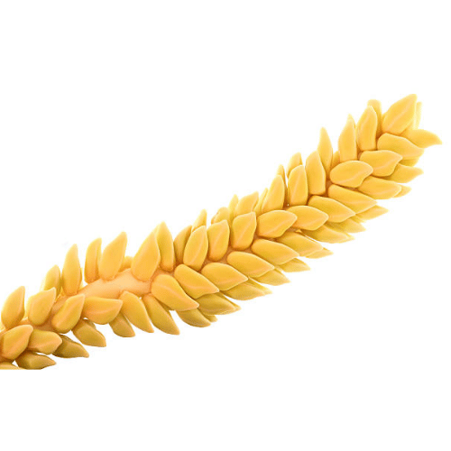 note-huong-hoa-dua-coconut-blossom