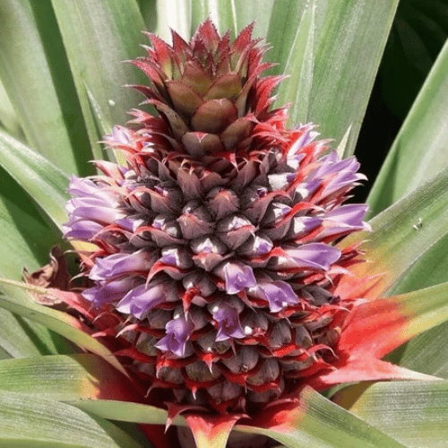 note-huong-hoa-dua-pineapple-blossom