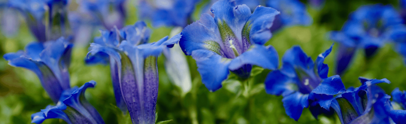 Hoa Gentian Xanh