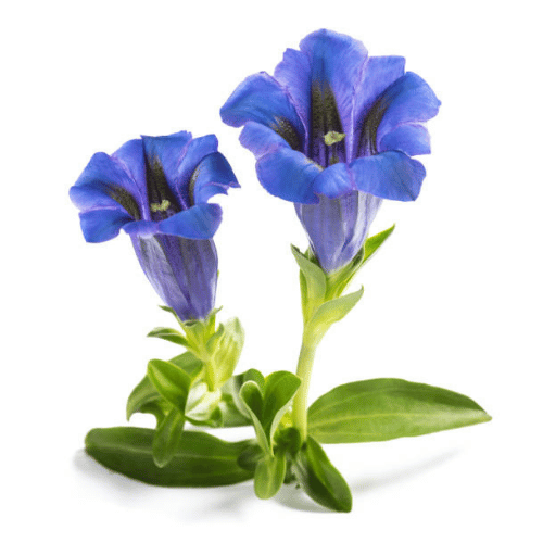Hoa Gentian Xanh