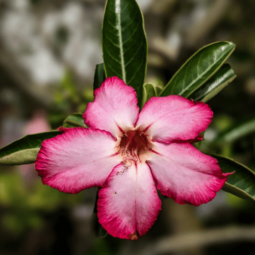 note-huong-hoa-hong-sa-mac