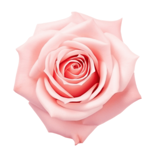 note-huong-hoa-hong-tong-hop-rosyfolia