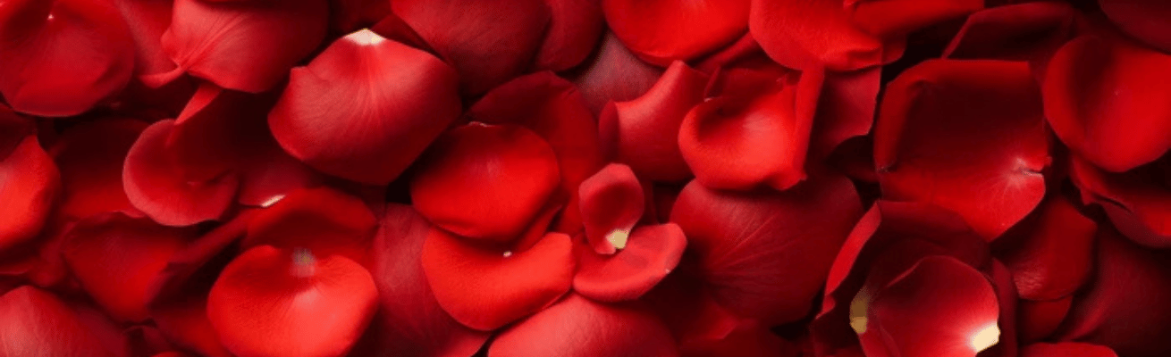 Hoa Hồng Trung Hoa