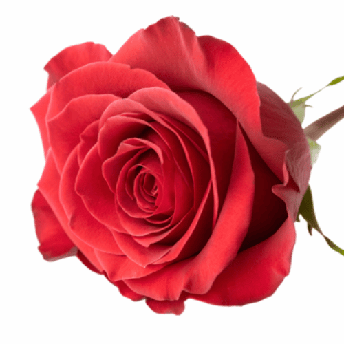 note-huong-hoa-hong-trung-hoa