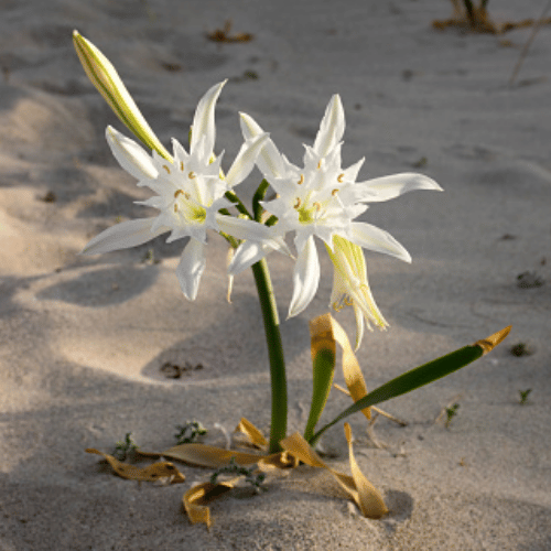 note-huong-hoa-hue-cat