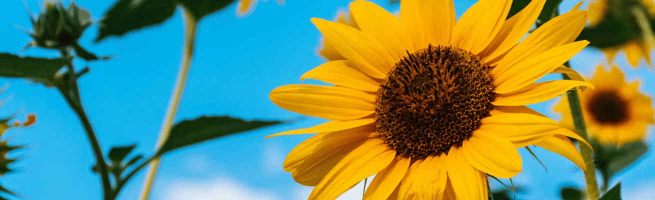 Hoa Hướng Dương