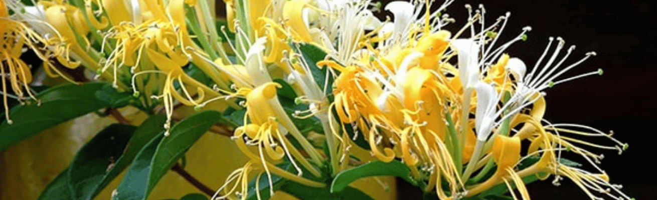 Hoa Kim Ngân Trắng