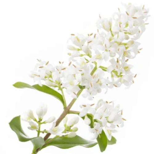 note-huong-hoa-kim-ngan-trang