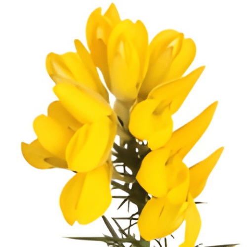 note-huong-hoa-kim-tuoc-gorse