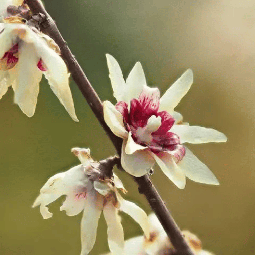 note-huong-hoa-lap-mai
