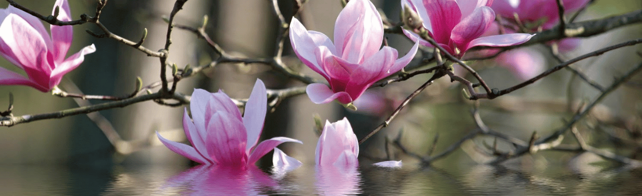 Hoa Liên Tử Thảo