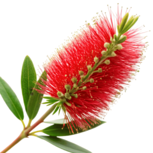 note-huong-hoa-lieu-do