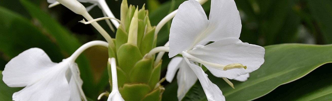 Hoa Loa Kèn Gừng Trắng