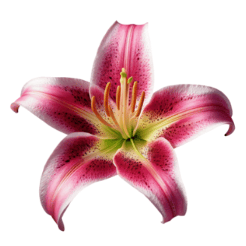 note-huong-hoa-loa-ken-hong