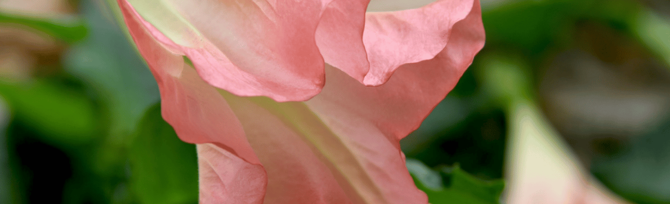 Hoa Loa Kèn Thiên Thần