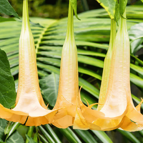 note-huong-hoa-loa-ken-thien-than