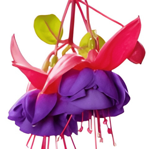 note-huong-hoa-long-den