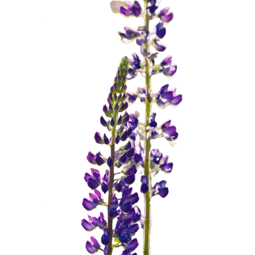 note-huong-hoa-lupin