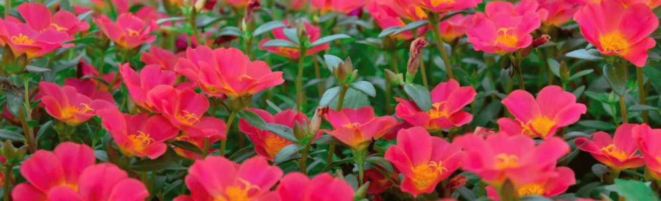 Hoa Mười Giờ Dại