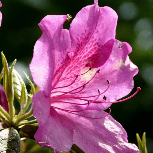 note-huong-hoa-muoi-gio-dai