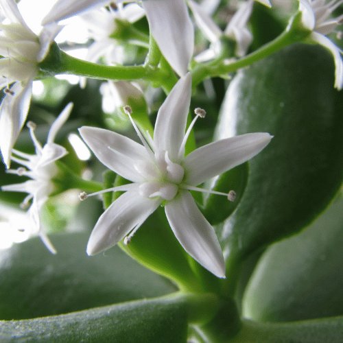 note-huong-hoa-ngoc-bich