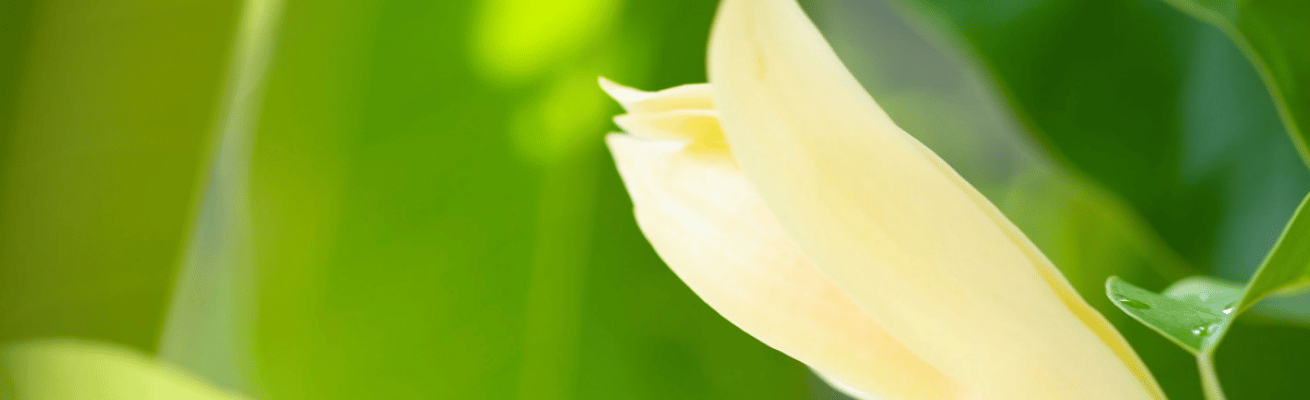 Hoa Ngọc Lan Vàng