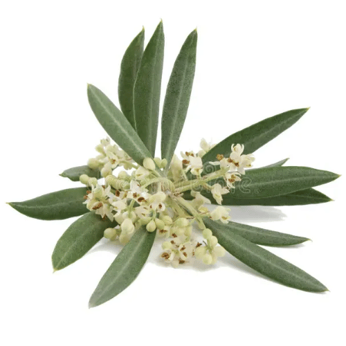 note-huong-hoa-o-liu