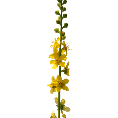 note-huong-hoa-paramela