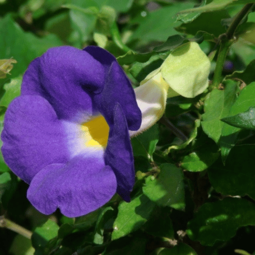 note-huong-hoa-pataqueira