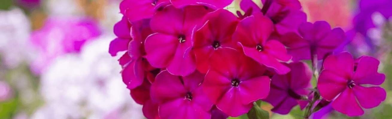 Hoa Phlox