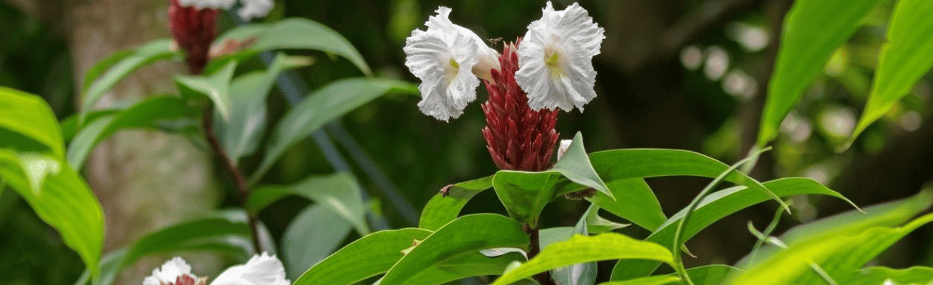 Hoa Phúc Lộc Thọ