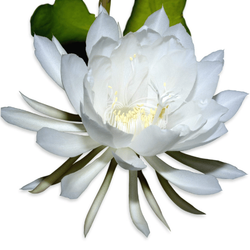 note-huong-hoa-quynh