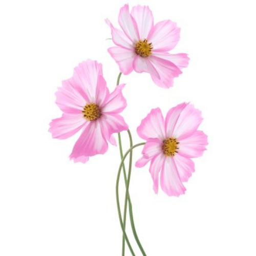 note-huong-hoa-sao-nhay